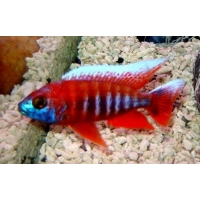 Aulonocara Eureka super red 4-5cm Aulonocara Eureka super red 4-5cm